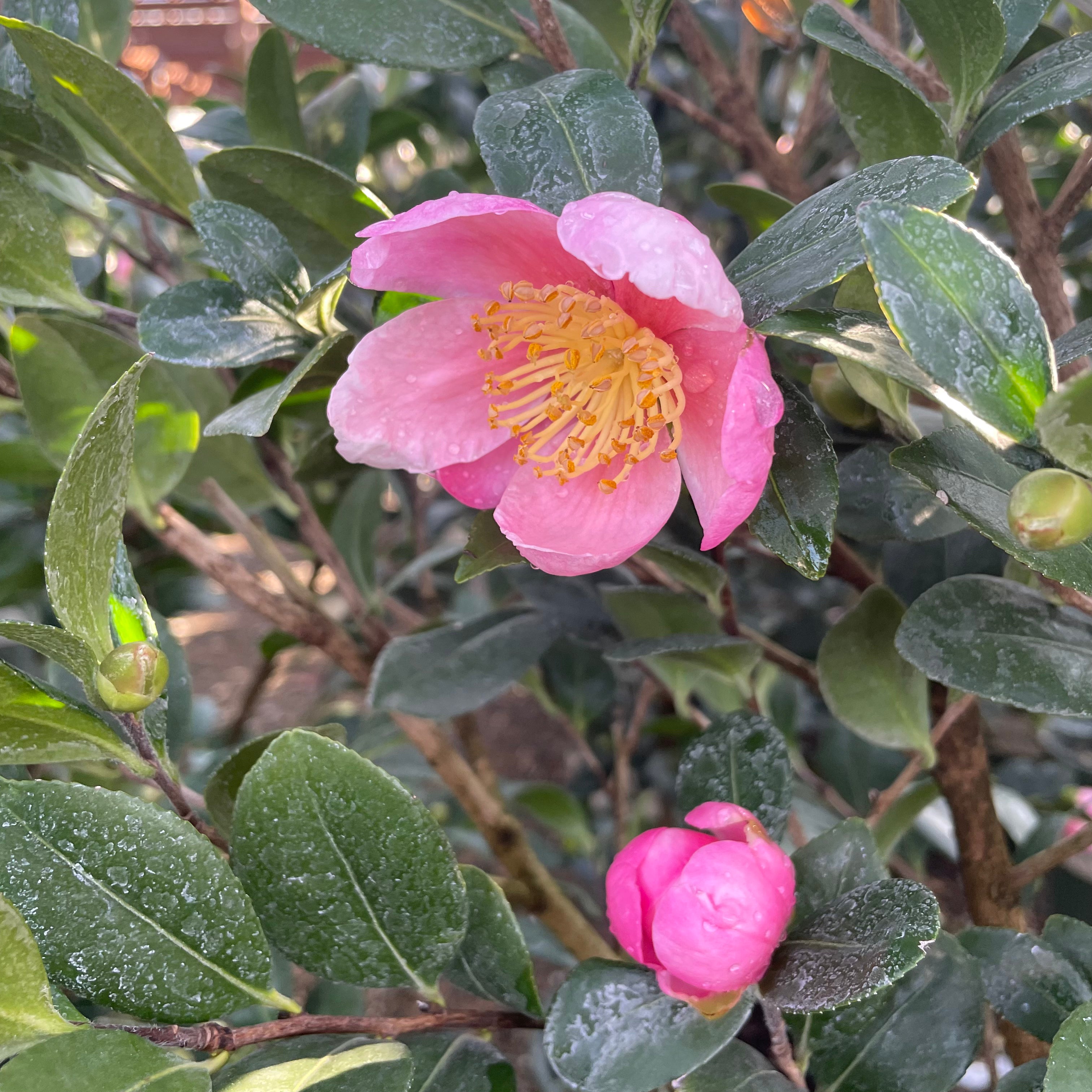 粉色欢呼茶梅 Pink A Boo Camellia