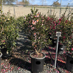 粉色欢呼茶梅 Pink A Boo Camellia