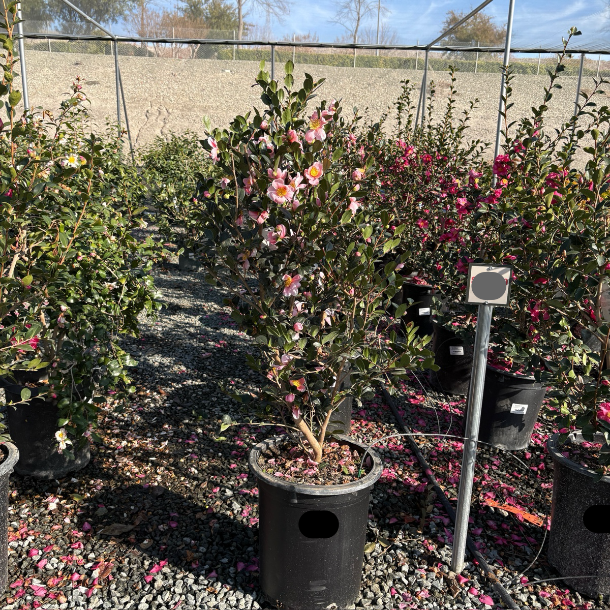 粉色欢呼茶梅 Pink A Boo Camellia