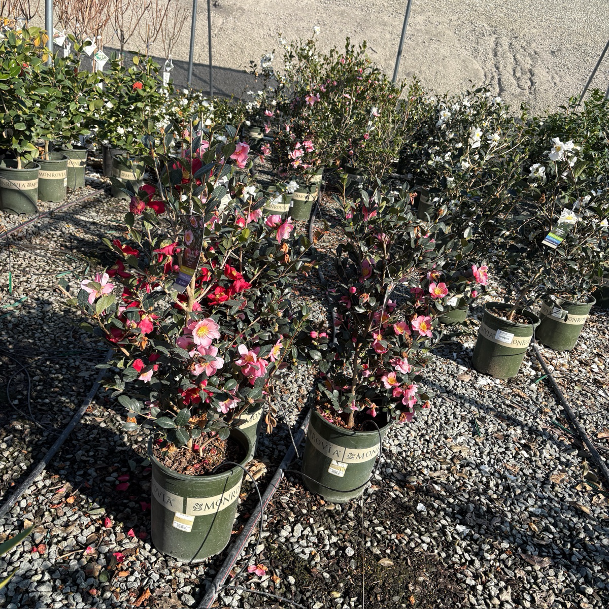 粉色欢呼茶梅 Pink A Boo Camellia