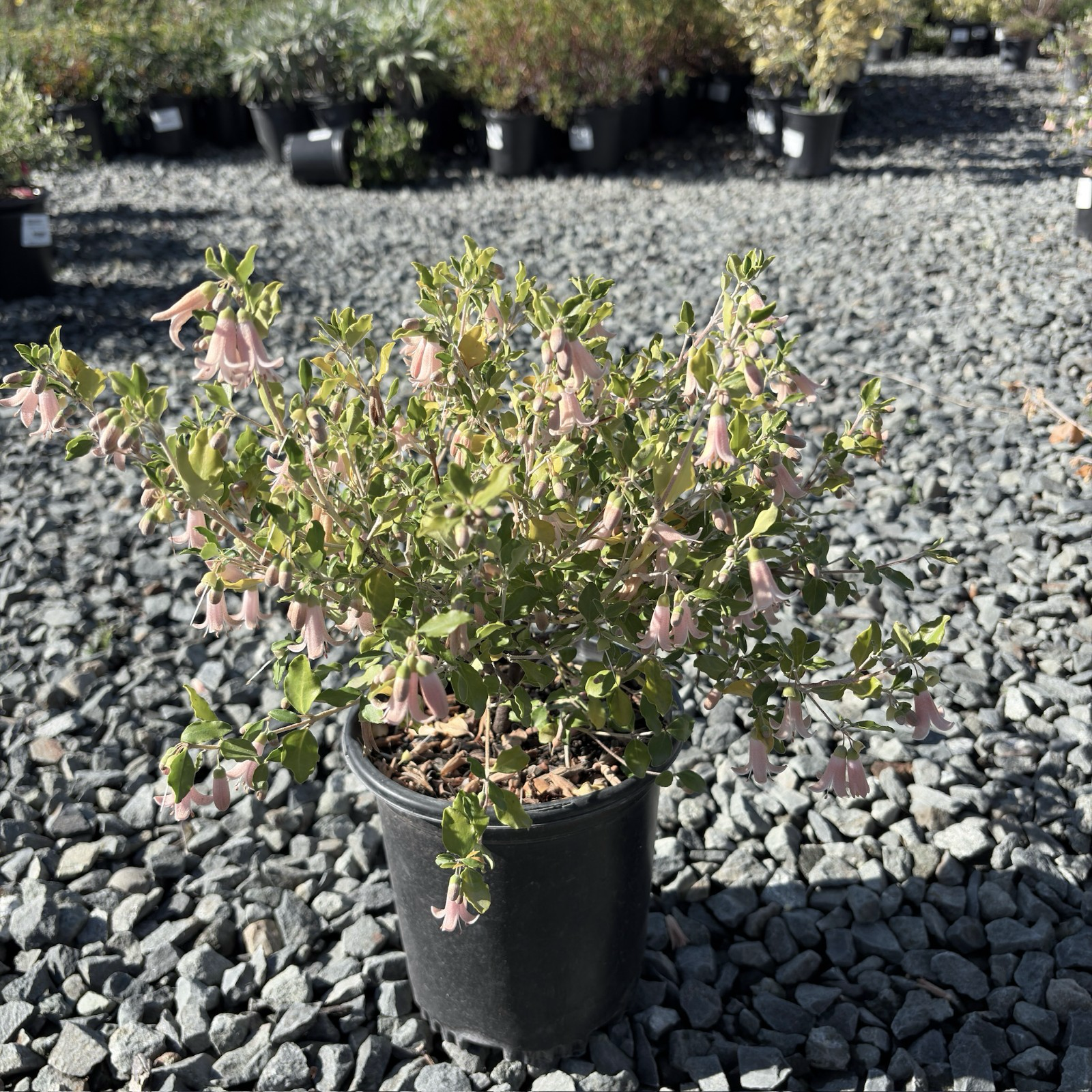 美丽钟南香 Pink Australian Fuchsia