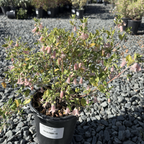 美丽钟南香 Pink Australian Fuchsia