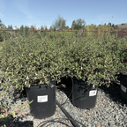 美丽钟南香 Pink Australian Fuchsia