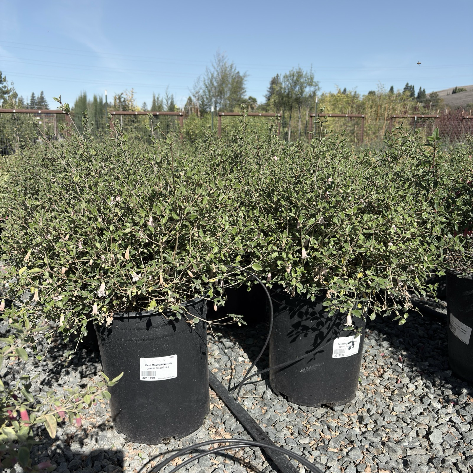 美丽钟南香 Pink Australian Fuchsia