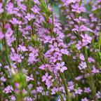 粉花芸香木 Pink Breath of Heaven