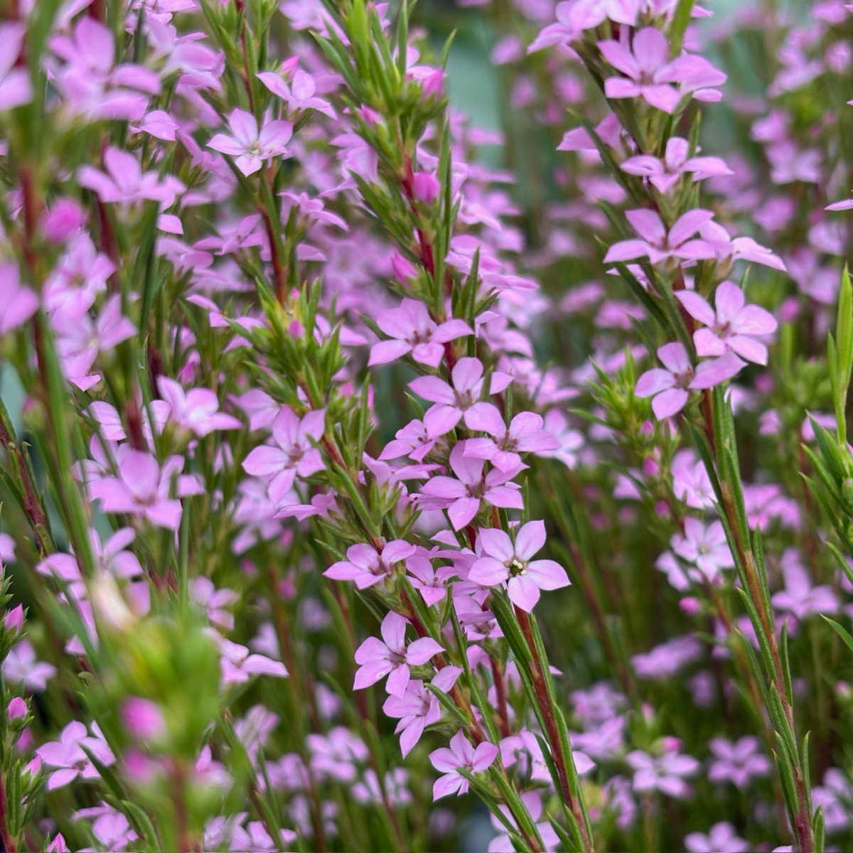 粉花芸香木 Pink Breath of Heaven
