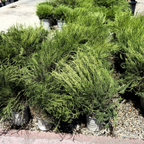 粉花芸香木 Pink Breath of Heaven