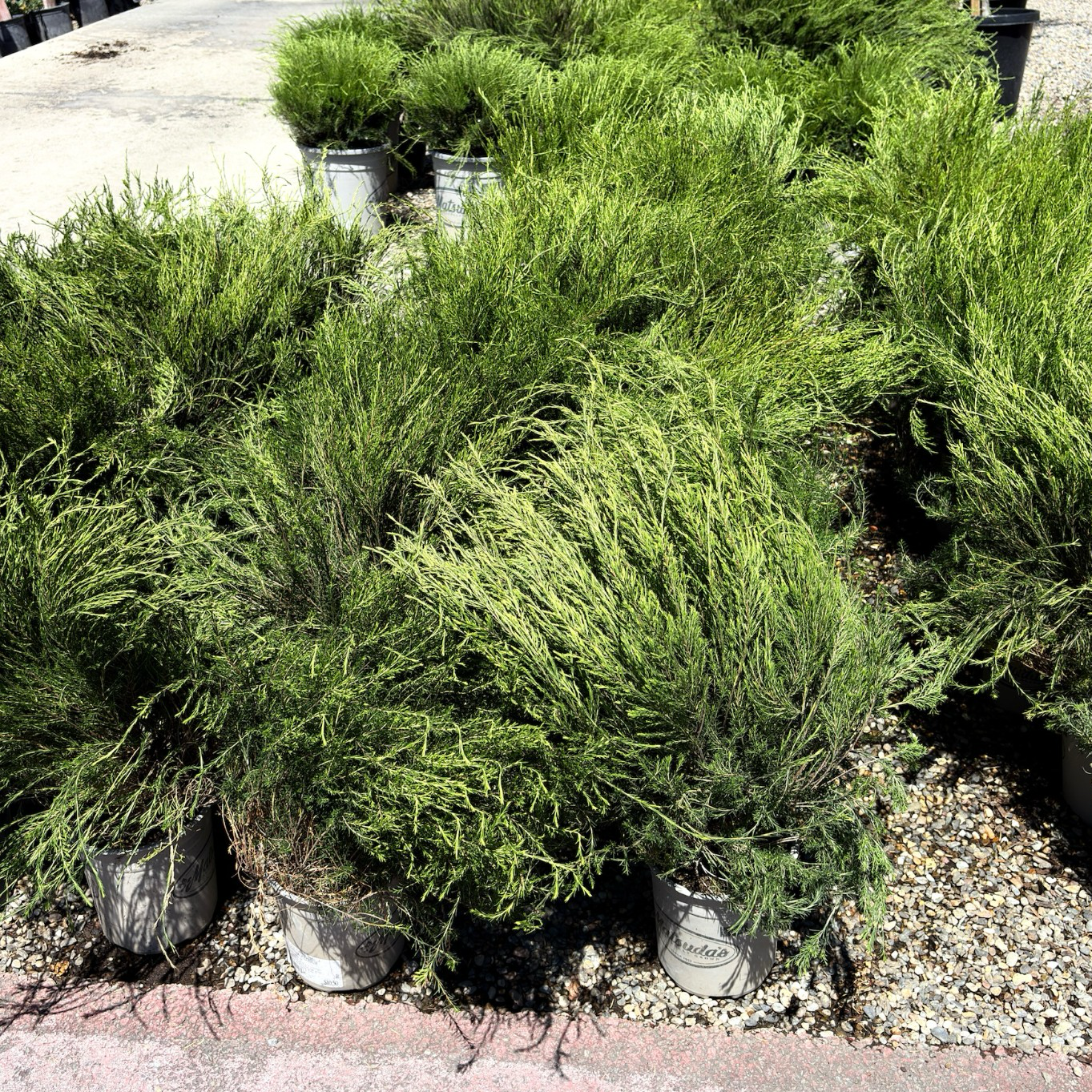 粉花芸香木 Pink Breath of Heaven