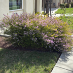 粉花芸香木 Pink Breath of Heaven