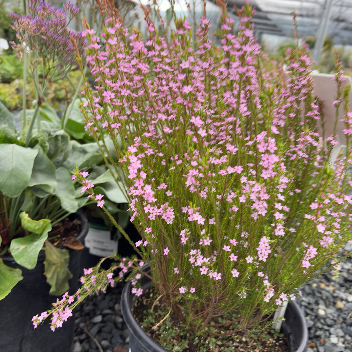 粉花芸香木 Pink Breath of Heaven