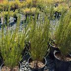 粉花芸香木 Pink Breath of Heaven