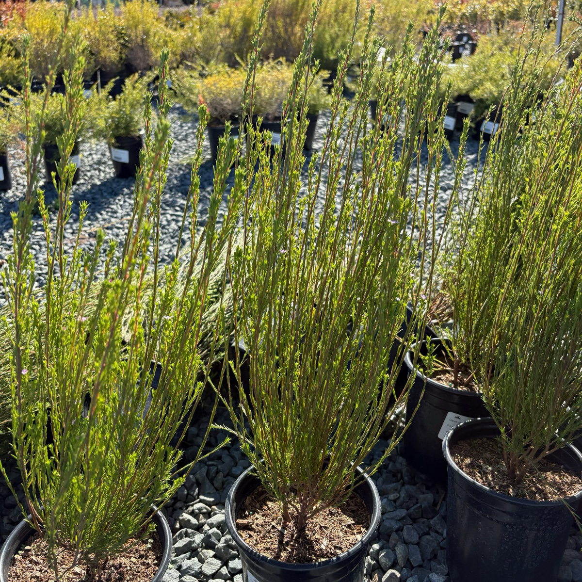 粉花芸香木 Pink Breath of Heaven