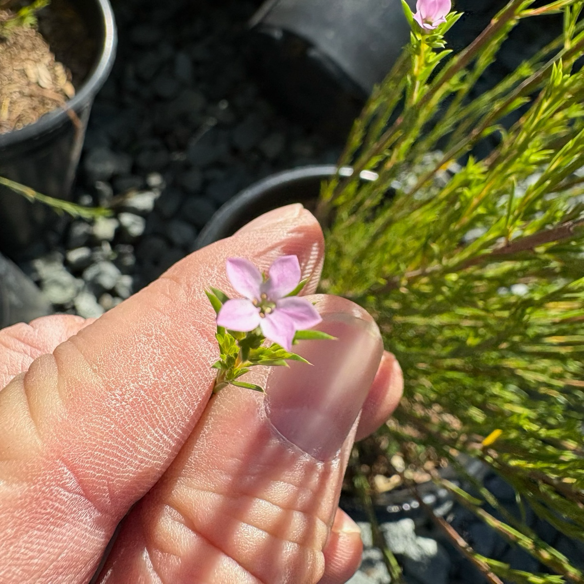 粉花芸香木 Pink Breath of Heaven