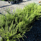 粉花芸香木 Pink Breath of Heaven