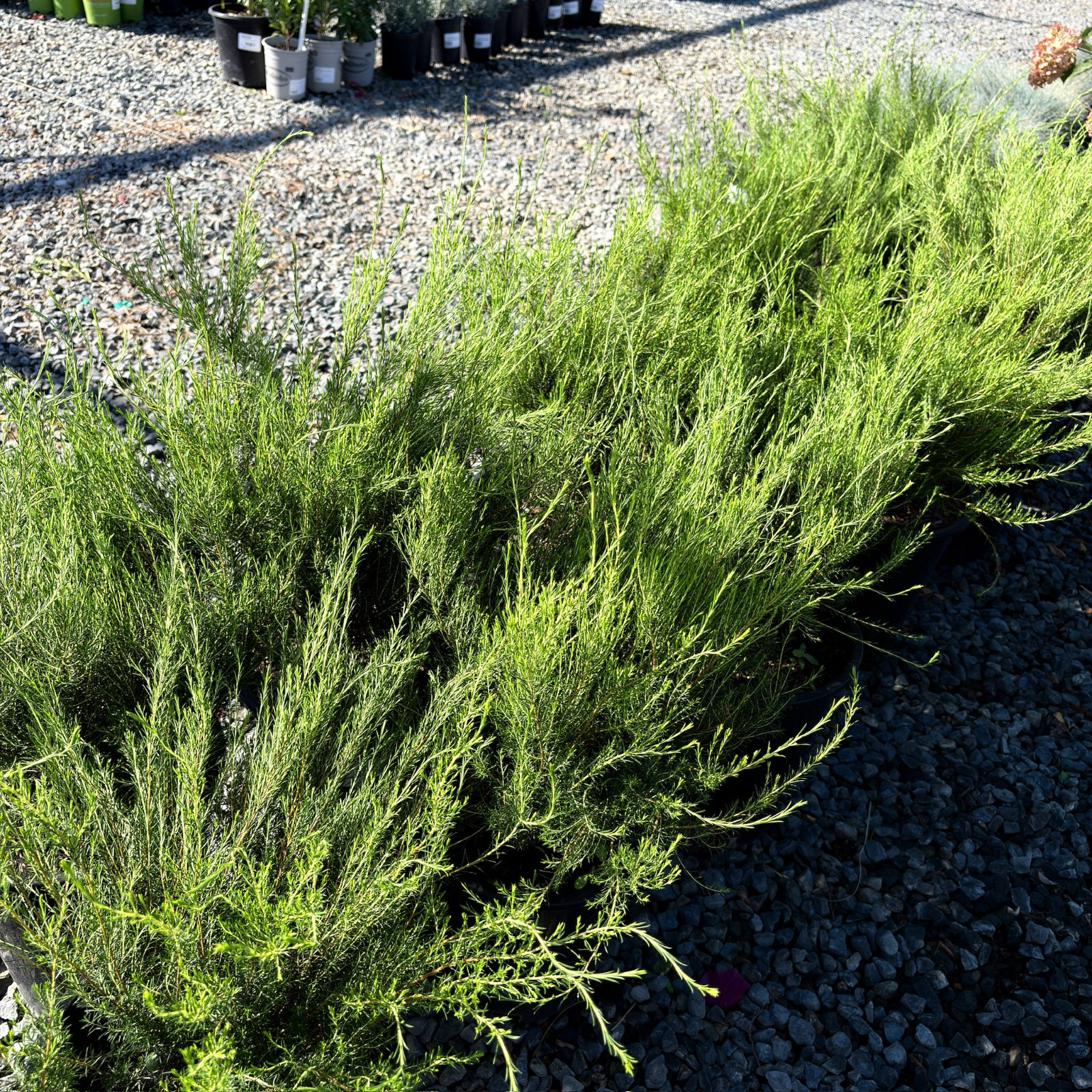 粉花芸香木 Pink Breath of Heaven