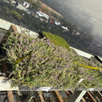 百里香 Pink Chintz Creeping Thyme