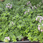 百里香 Pink Chintz Creeping Thyme
