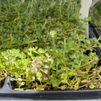 百里香 Pink Chintz Creeping Thyme