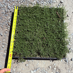 百里香 Pink Chintz Creeping Thyme