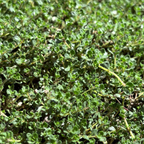 百里香 Pink Chintz Creeping Thyme