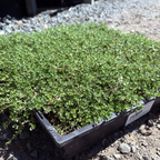 百里香 Pink Chintz Creeping Thyme