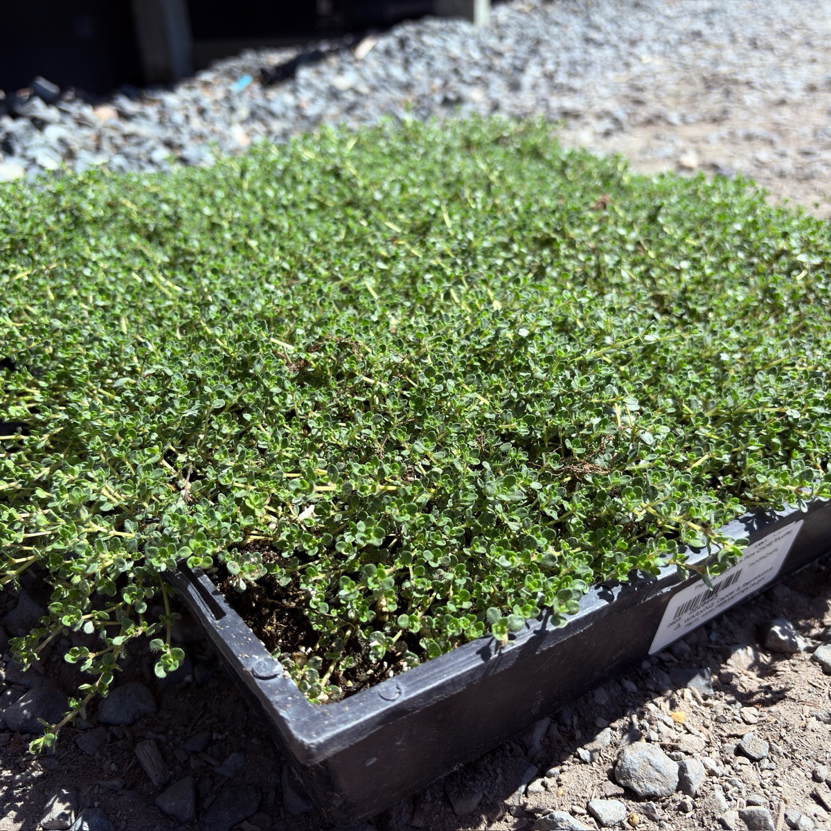 百里香 Pink Chintz Creeping Thyme