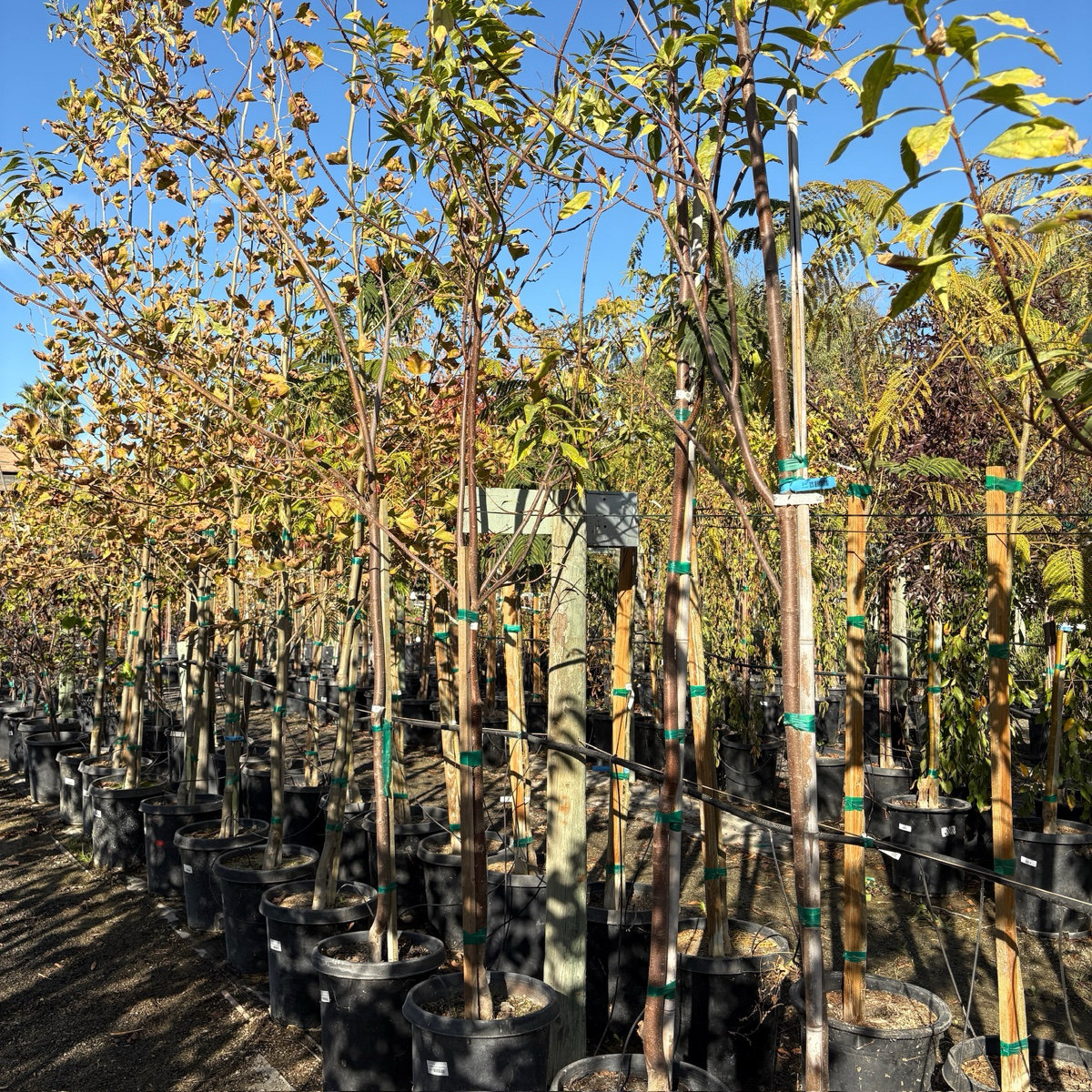 粉花柳叶楸 Pink Dawn Chitalpa