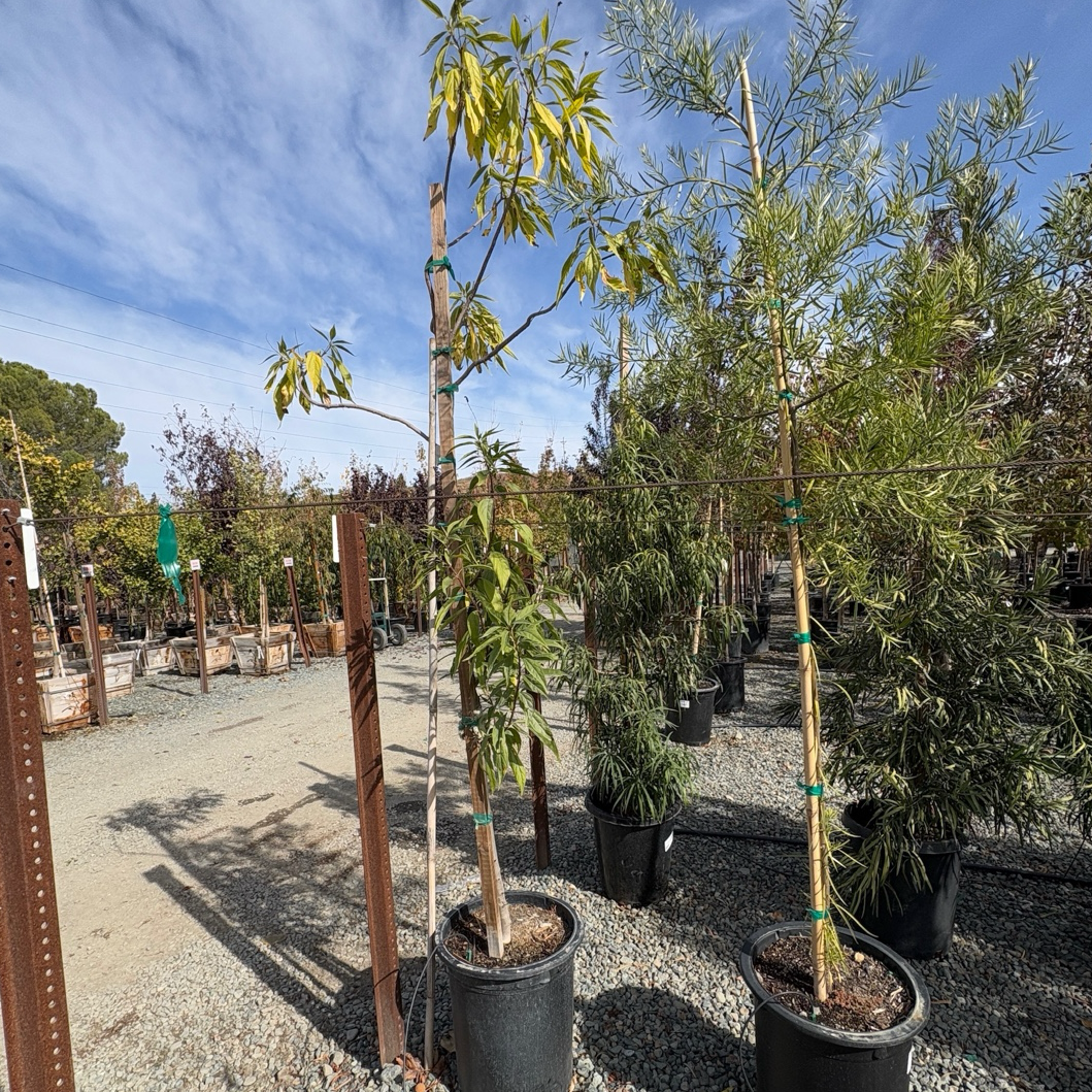 粉花柳叶楸 Pink Dawn Chitalpa