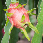 粉肉火龙果 Pink Flesh Dragon Fruit