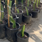 粉肉火龙果 Pink Flesh Dragon Fruit