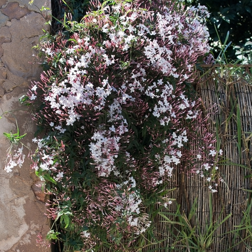 Pink Jasmine – Landz.us Pink Jasmine – Landz.us