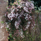 茉莉 Pink Jasmine
