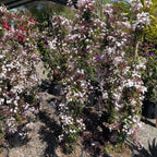 茉莉 Pink Jasmine