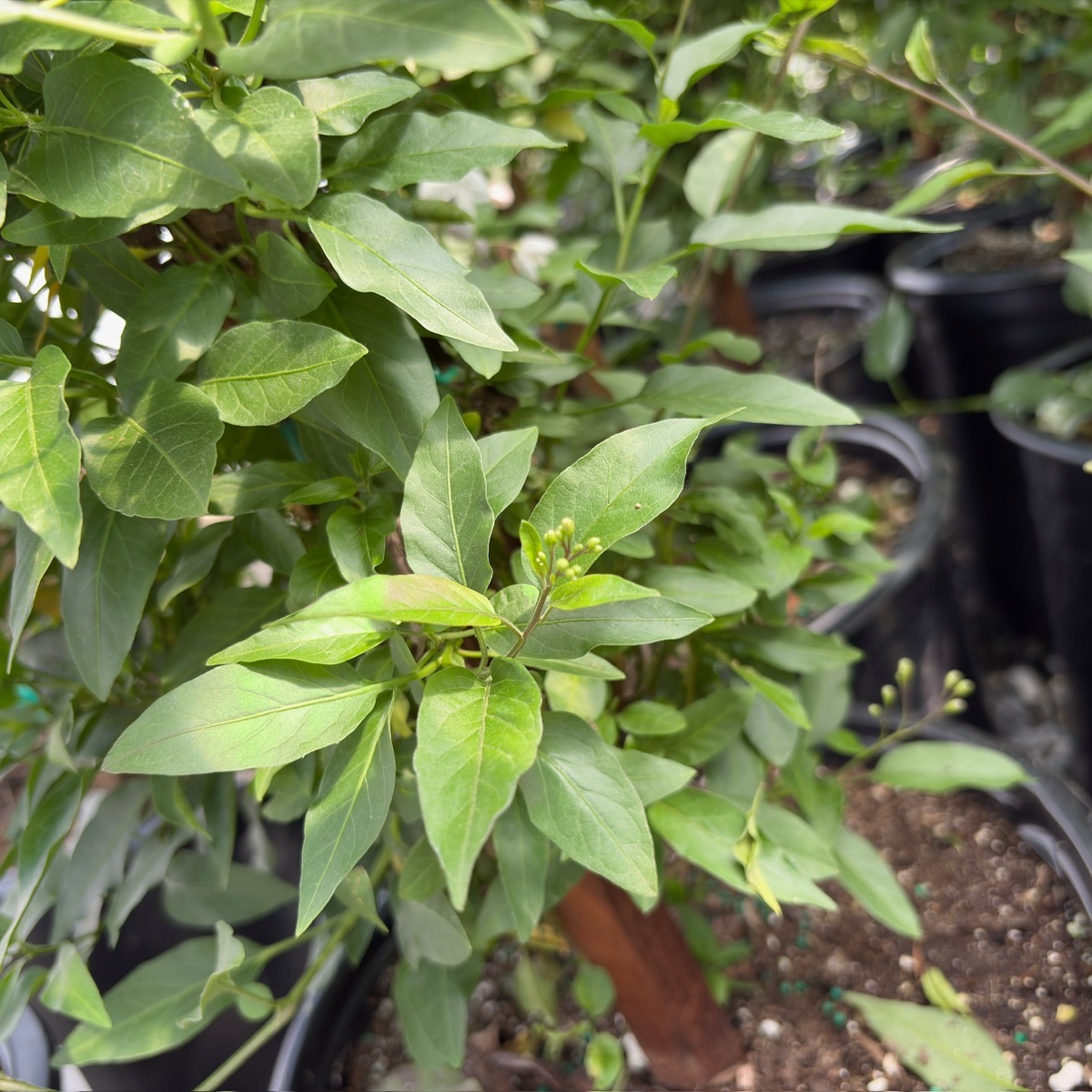 茉莉 Pink Jasmine