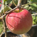 粉女士苹果 Pink Lady Apple