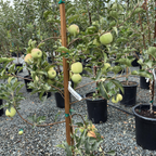 粉女士苹果 Pink Lady Apple