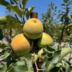 粉女士苹果 Pink Lady Apple