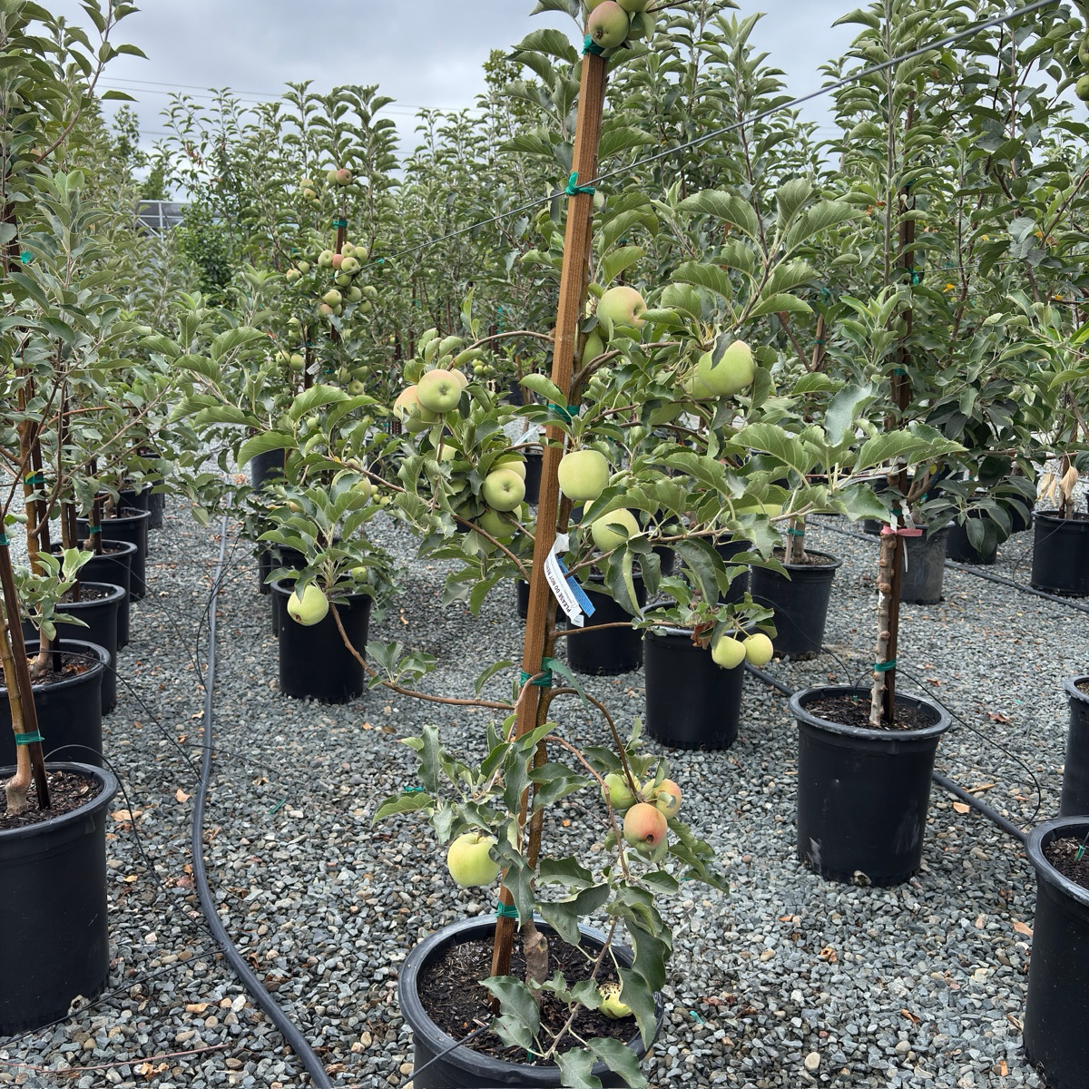 粉女士苹果 Pink Lady Apple