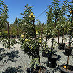 粉女士苹果 Pink Lady Apple