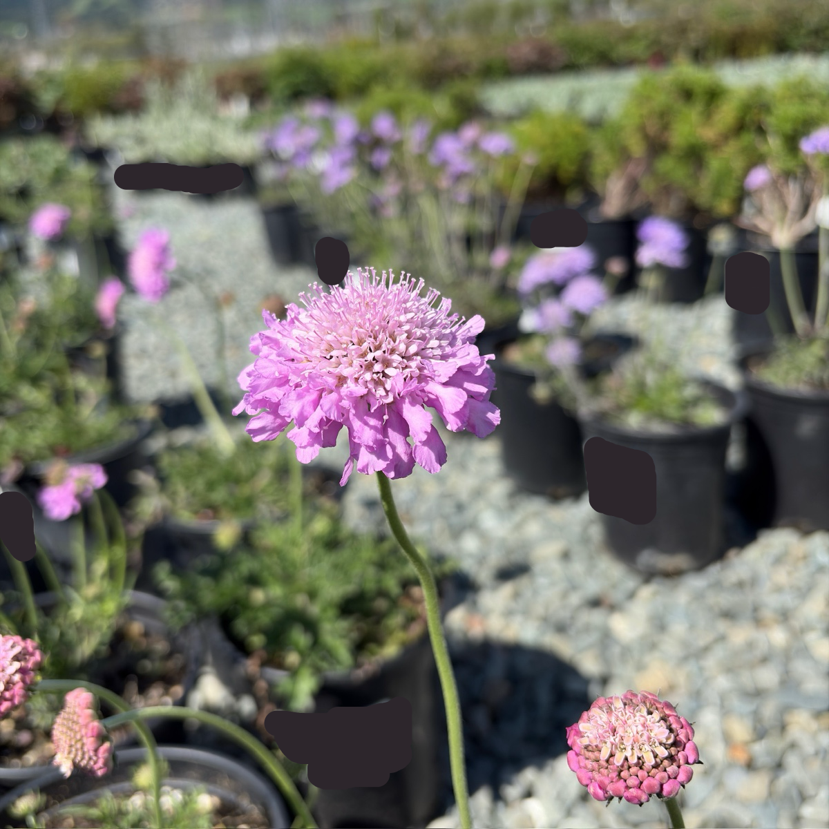 飞鸽蓝盆花 Pink Mist Pincushion Flower