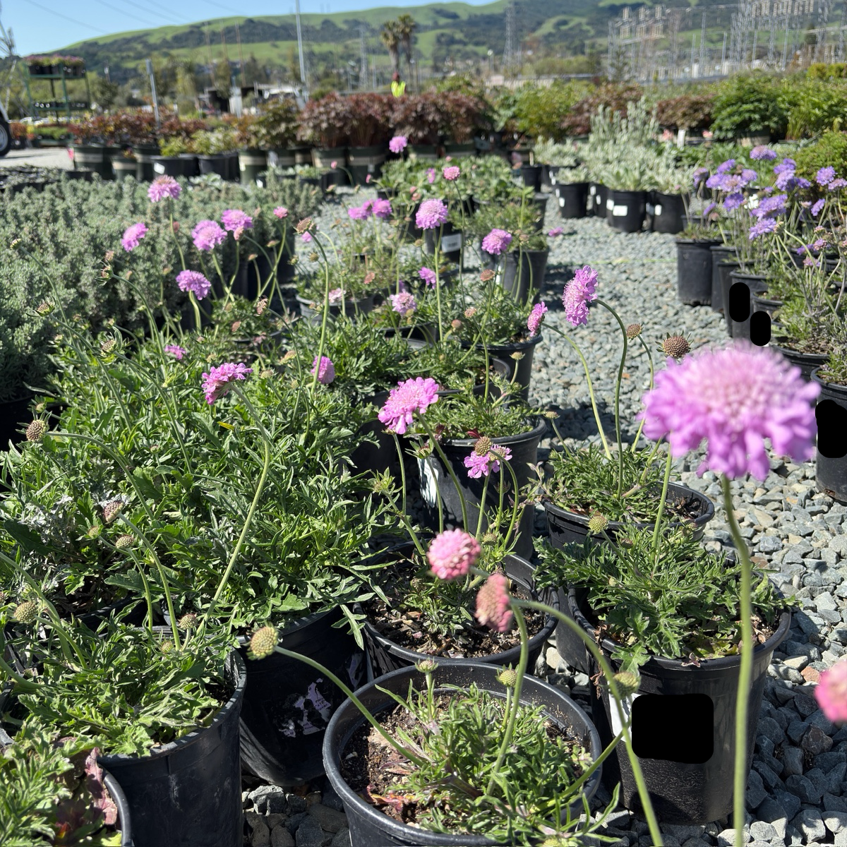 飞鸽蓝盆花 Pink Mist Pincushion Flower