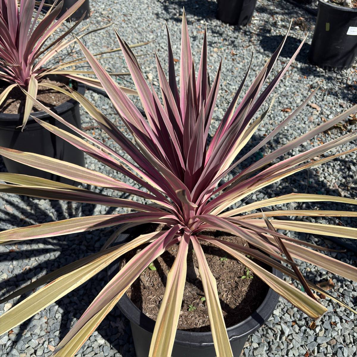 朱蕉 Pink Passion Grass Palm