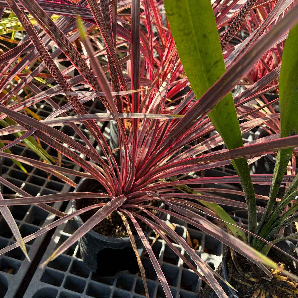 朱蕉 Pink Passion Grass Palm