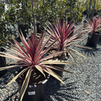 朱蕉 Pink Passion Grass Palm