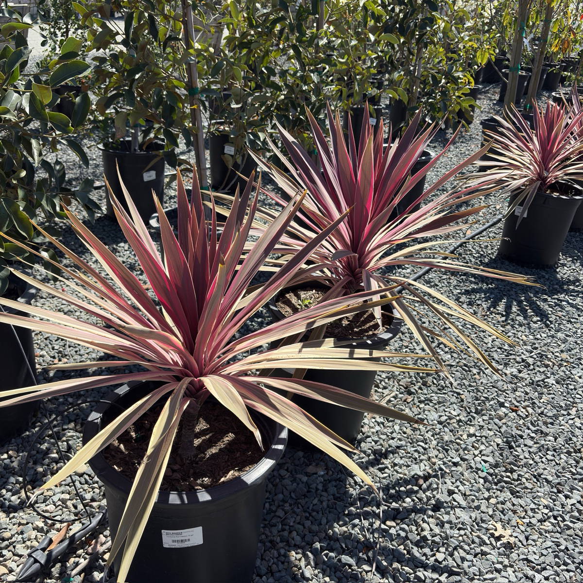 朱蕉 Pink Passion Grass Palm