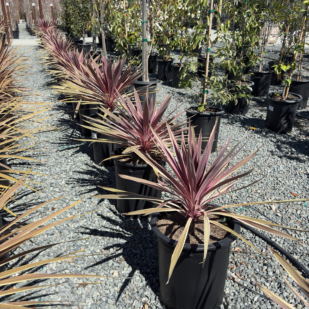 朱蕉 Pink Passion Grass Palm
