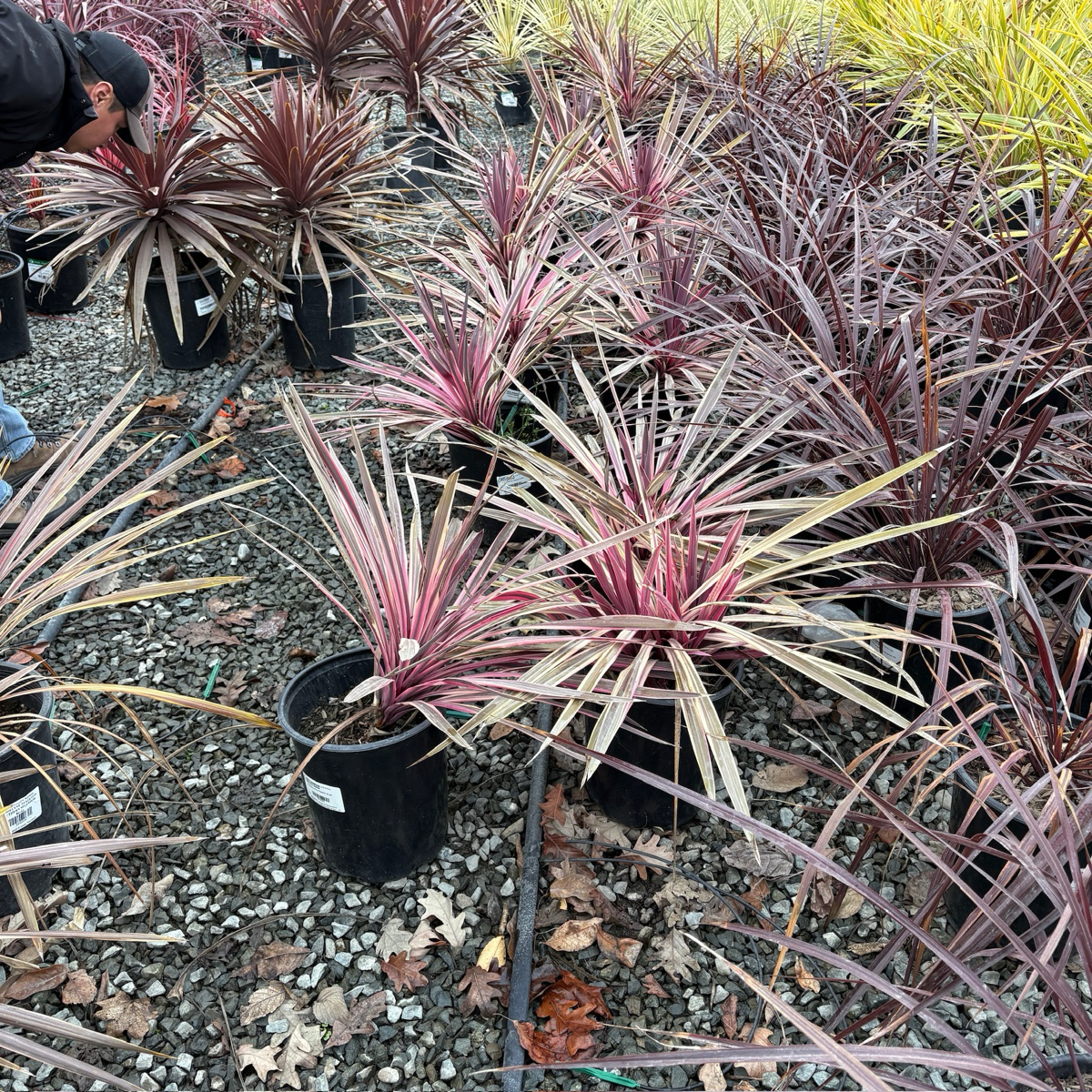 朱蕉 Pink Passion Grass Palm