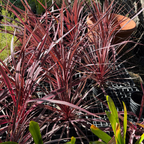 朱蕉 Pink Passion Grass Palm