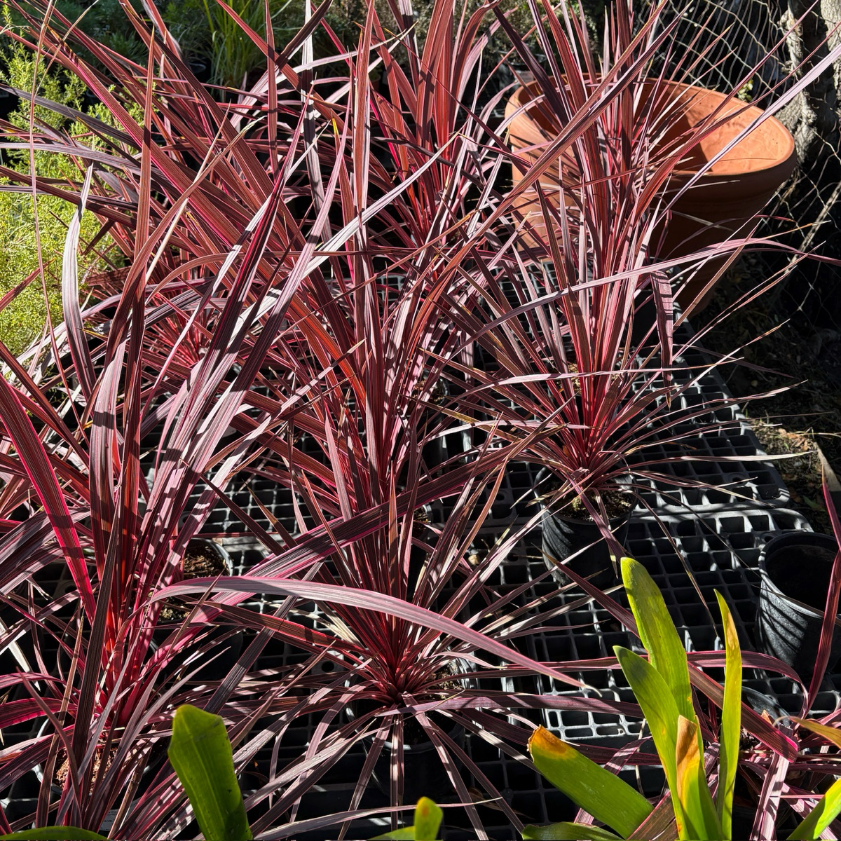 朱蕉 Pink Passion Grass Palm