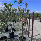 粉红珍珠苹果 Pink Pearl Apple